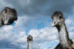 animals, Birds, Ostriches
