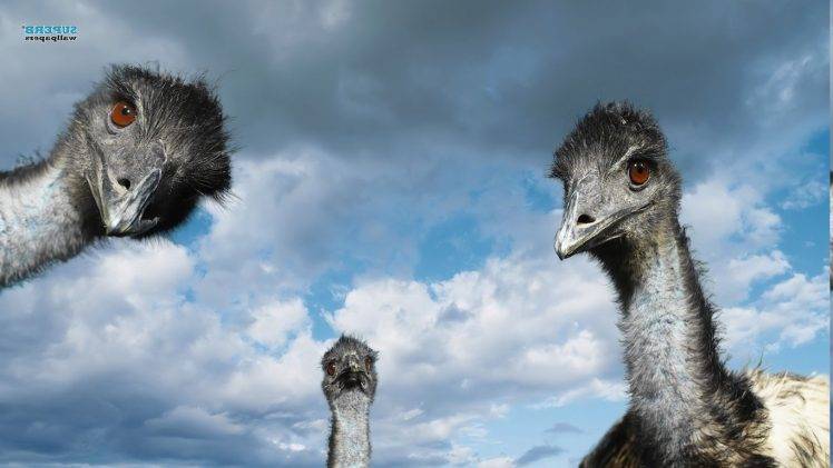 animals, Birds, Ostriches HD Wallpaper Desktop Background