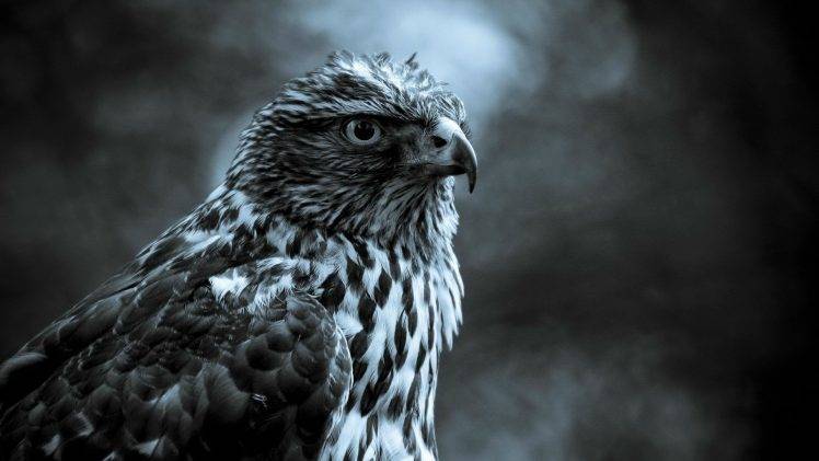 animals HD Wallpaper Desktop Background