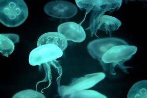 animals, Jellyfish