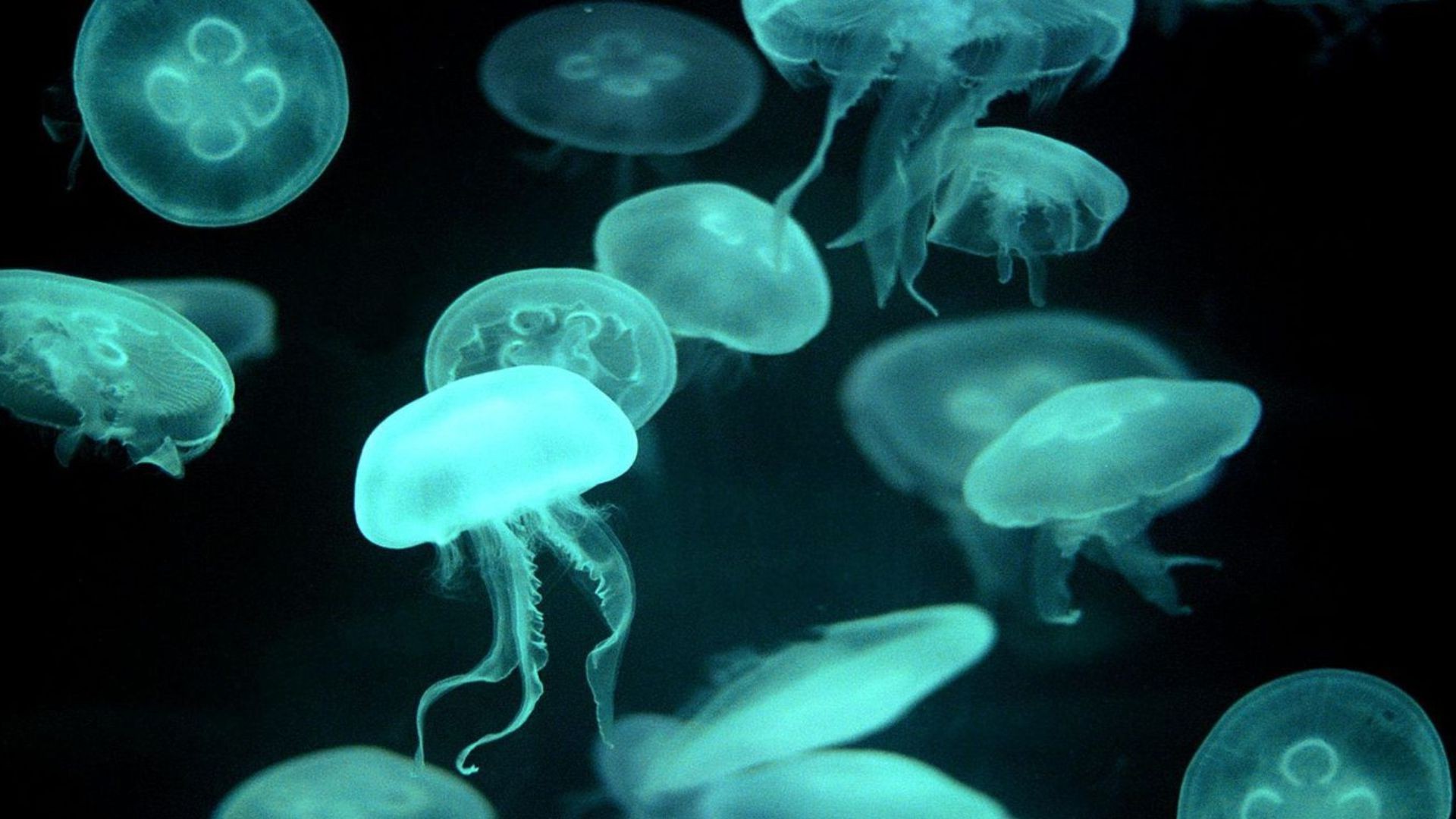 animals, Jellyfish Wallpaper