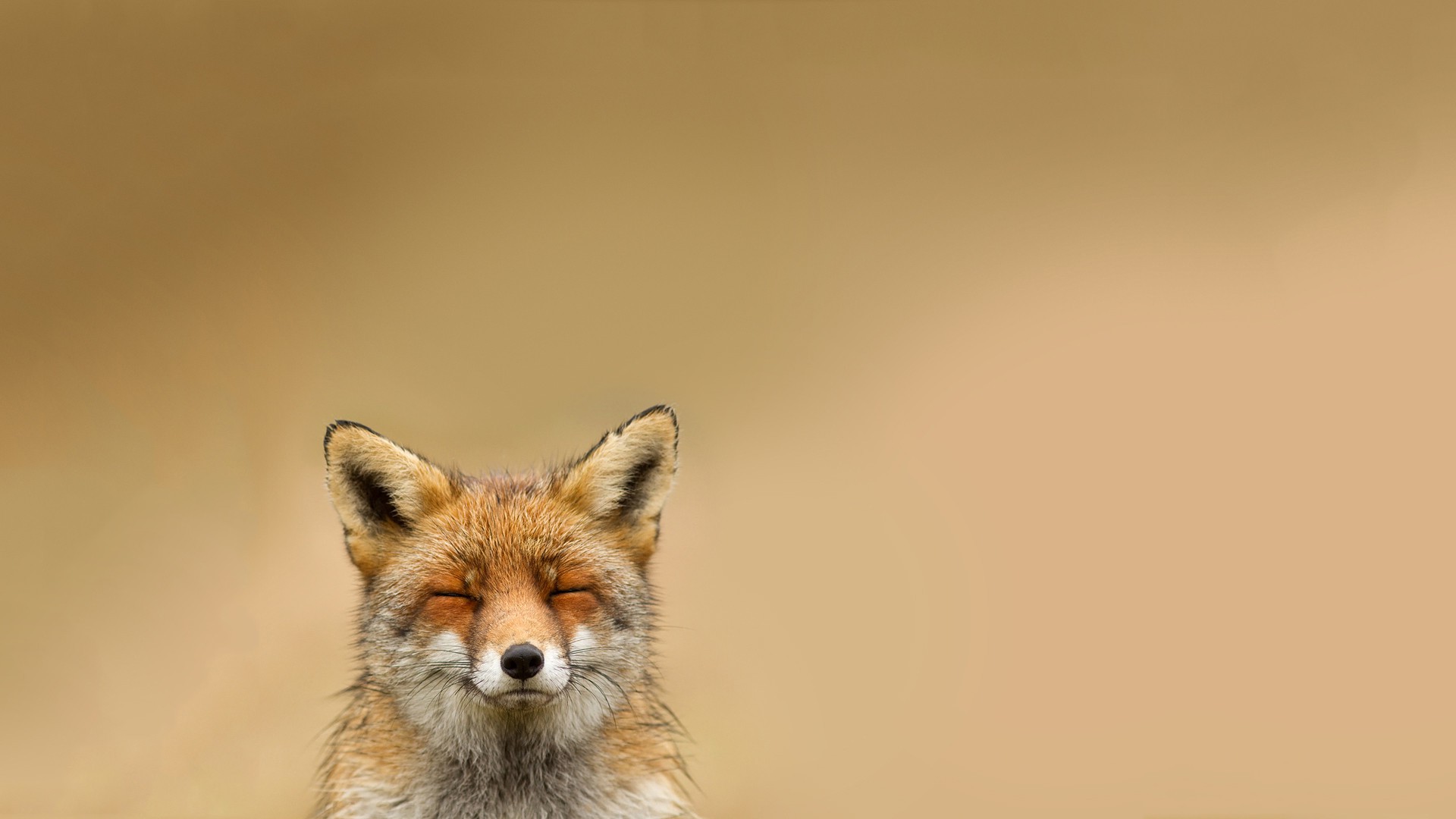 animals, Fox Wallpaper