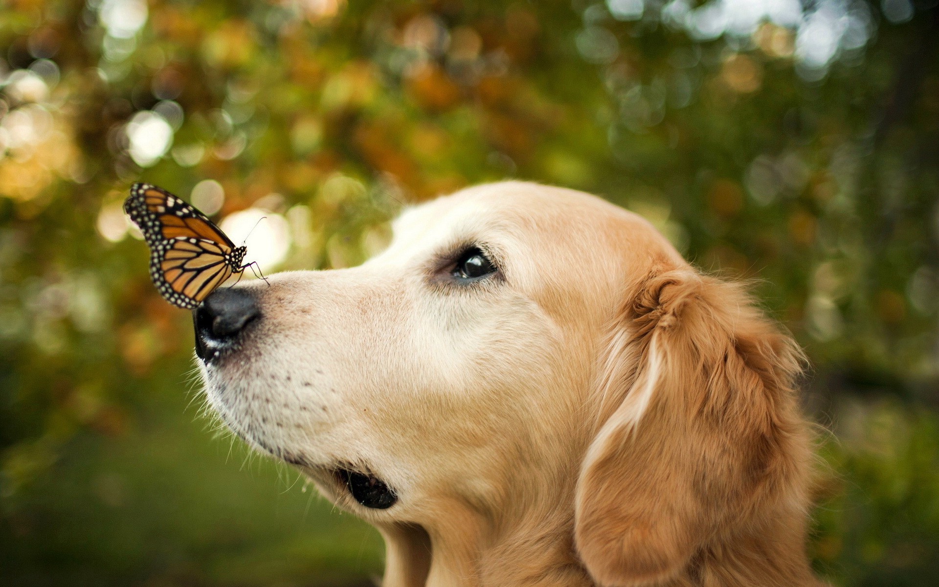 animals, Dog, Butterfly, Bokeh Wallpaper