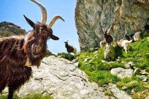 goats, Animals
