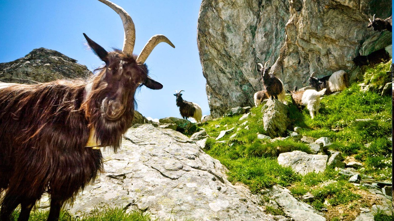 goats, Animals Wallpaper
