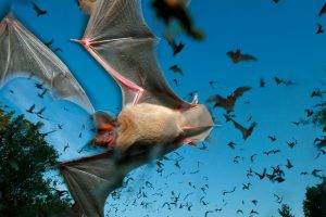 animals, Bats