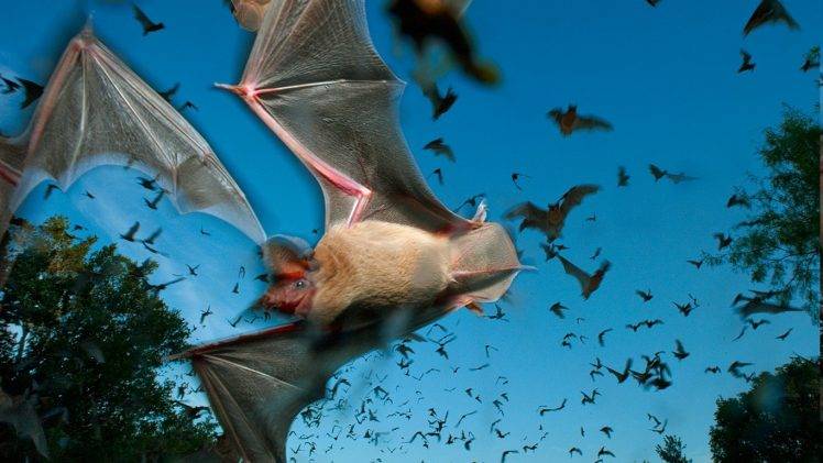 animals, Bats HD Wallpaper Desktop Background
