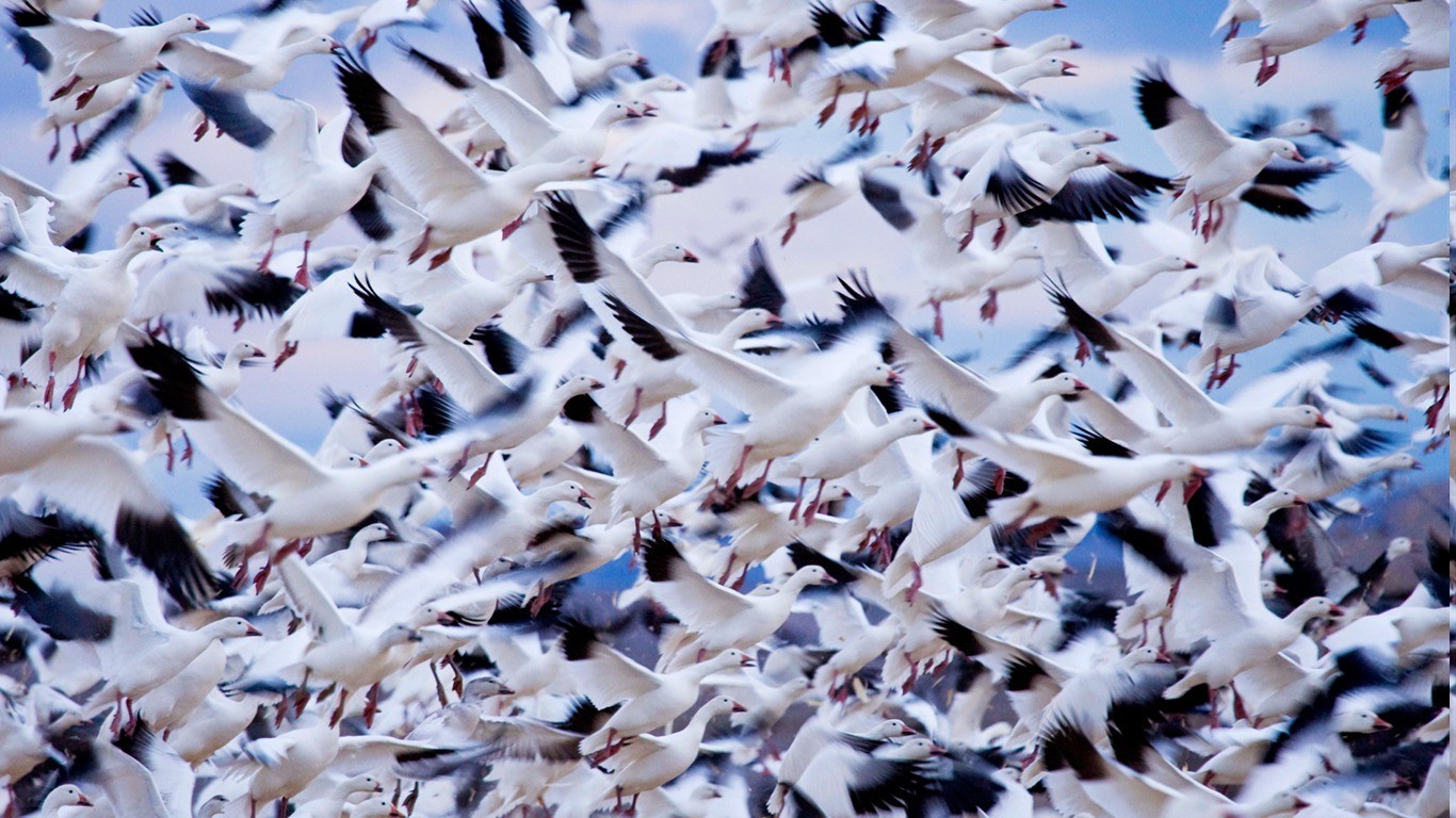 animals, Birds, Geese Wallpaper