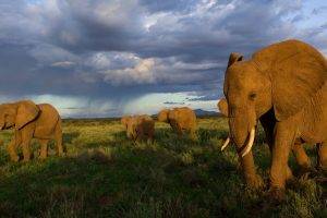 animals, Elephants