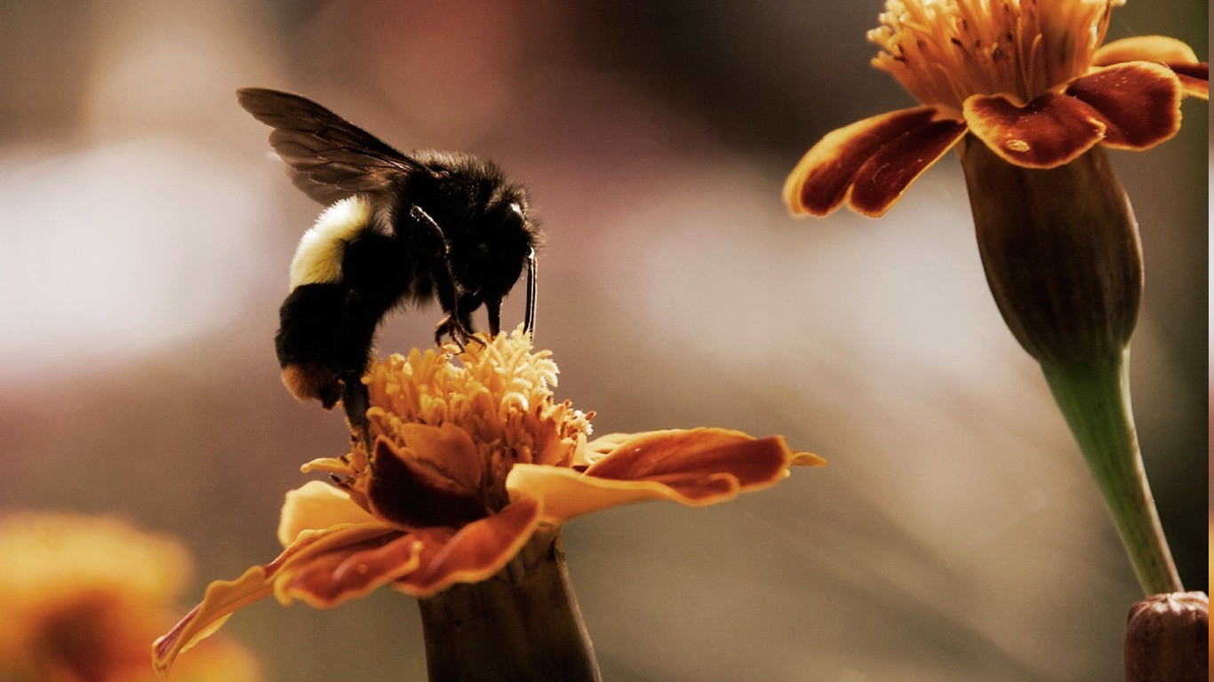 animals, Insect, Bees, Flowers, Macro, Marigolds Wallpaper