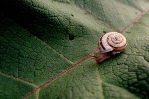 animals, Snail, Macro, Leaves