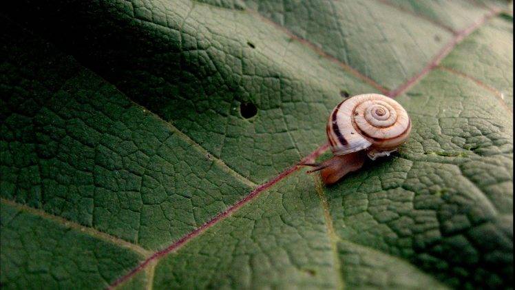 animals, Snail, Macro, Leaves HD Wallpaper Desktop Background