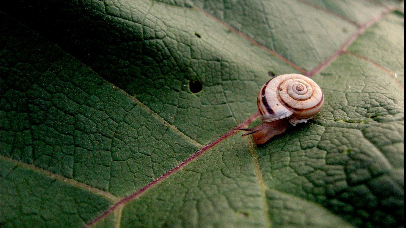animals, Snail, Macro, Leaves Wallpaper
