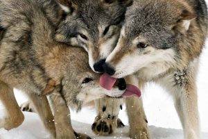 animals, Wolf