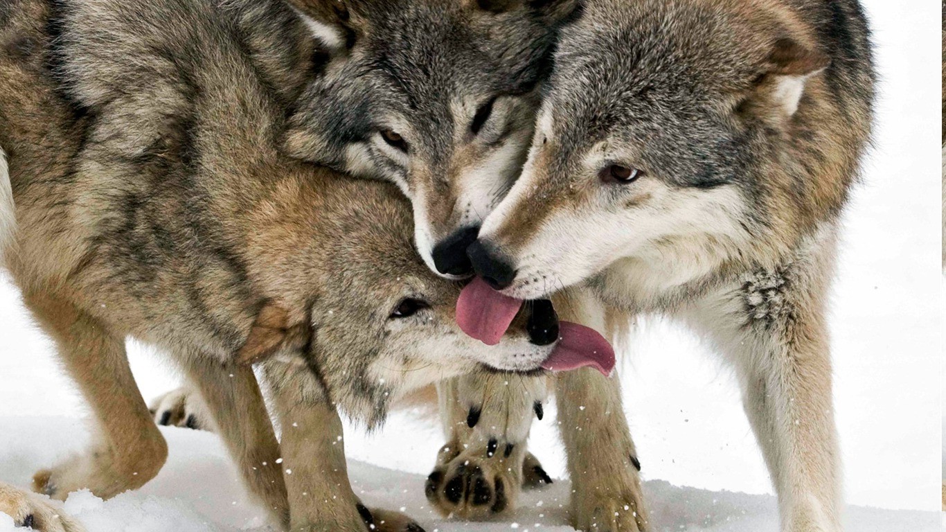 animals, Wolf Wallpaper