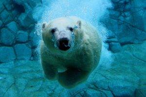 nature, Animals, Polar Bears, Underwater, Bubbles, Rock, Swimming