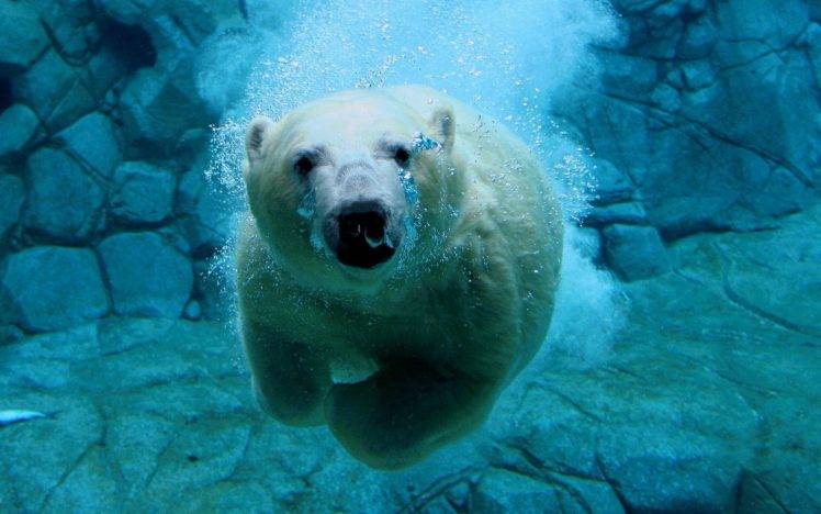 nature, Animals, Polar Bears, Underwater, Bubbles, Rock, Swimming HD Wallpaper Desktop Background