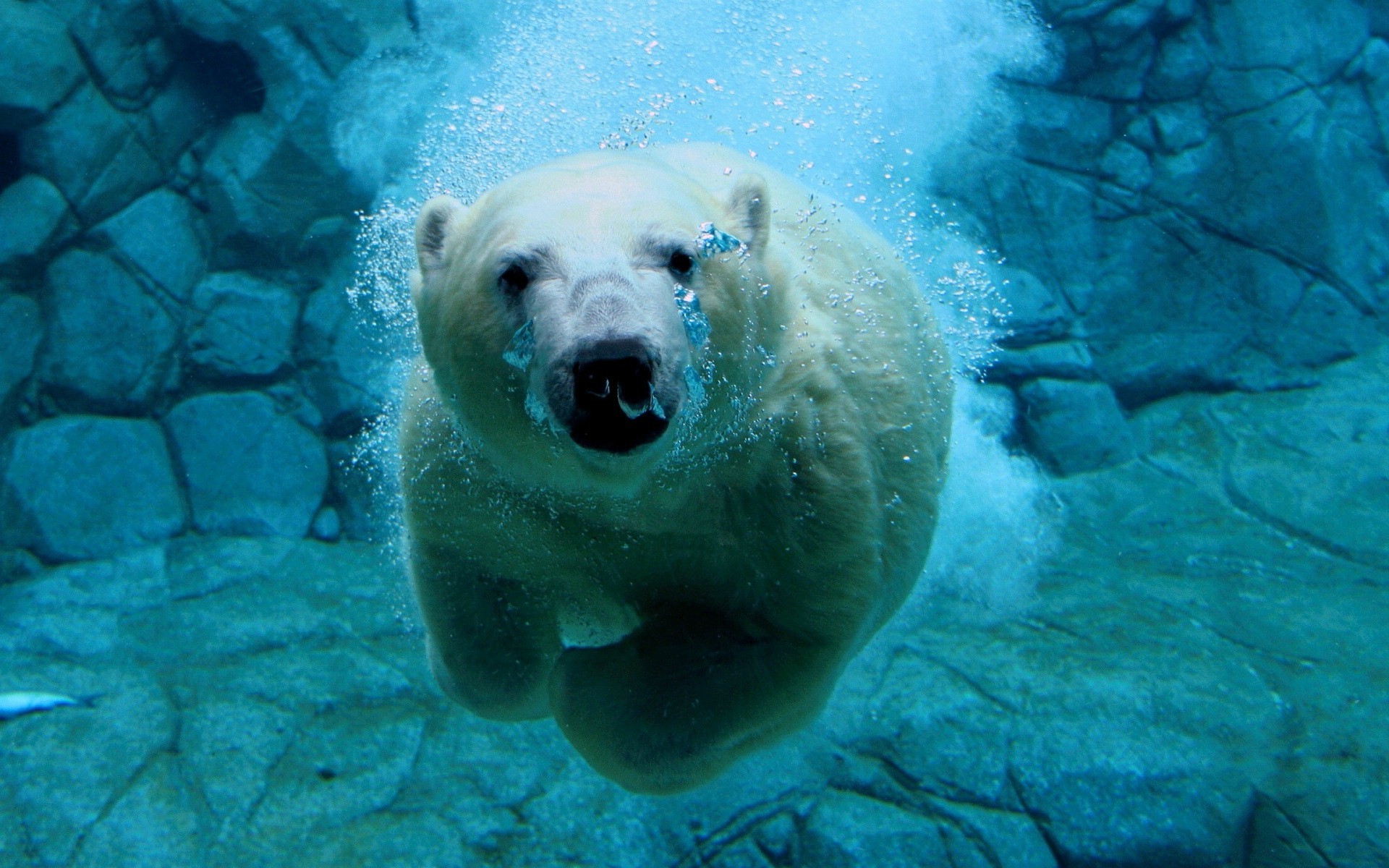 nature, Animals, Polar Bears, Underwater, Bubbles, Rock, Swimming Wallpaper