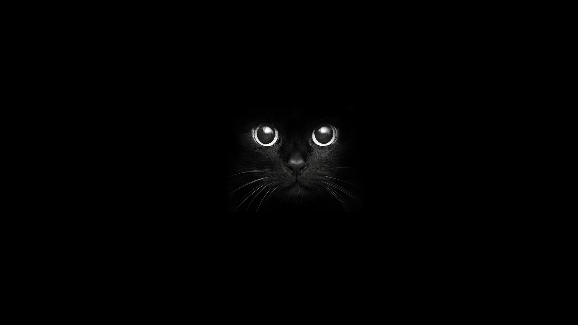 cat, Eyes, Black Cats, Animals, Nightmare, Night Wallpaper
