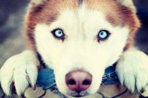 animals, Blue Eyes, Dog