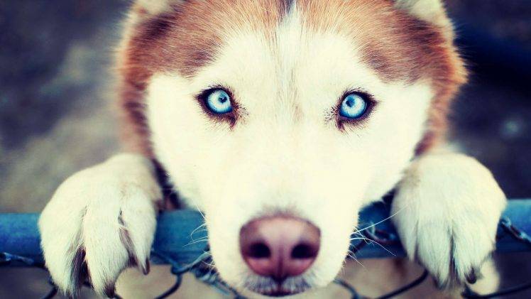 animals, Blue Eyes, Dog HD Wallpaper Desktop Background