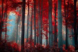 red, Forest, Nature