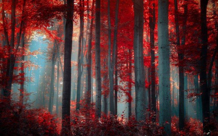 red, Forest, Nature HD Wallpaper Desktop Background