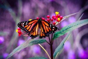 nature, Macro, Butterfly