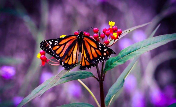 nature, Macro, Butterfly HD Wallpaper Desktop Background