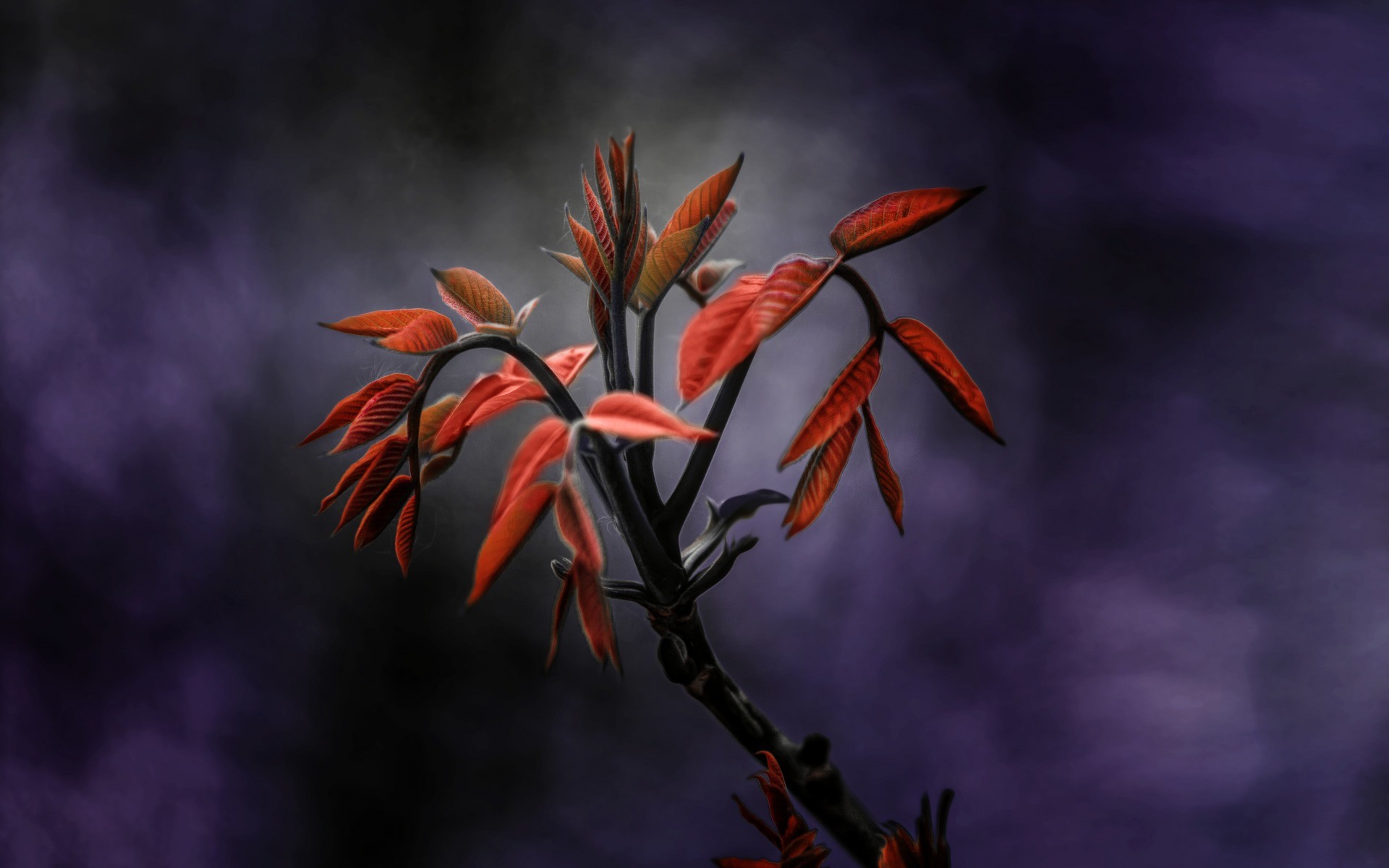 nature, Macro Wallpaper