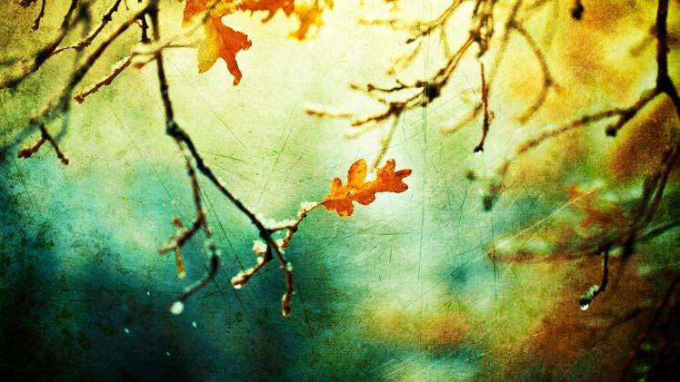 nature, Leaves HD Wallpaper Desktop Background