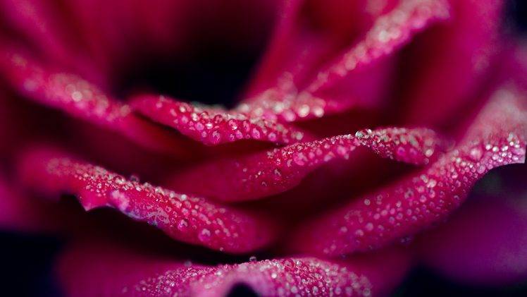 nature, Macro, Flowers, Water Drops HD Wallpaper Desktop Background