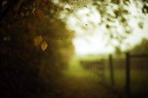 blurred, Nature, Leaves, Fence