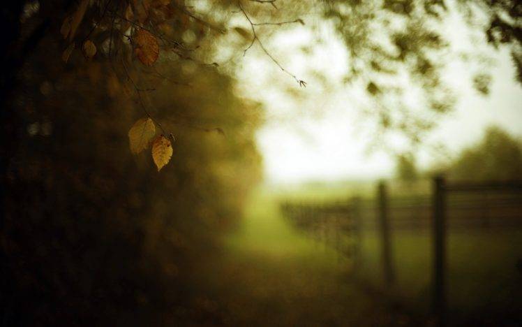 blurred, Nature, Leaves, Fence HD Wallpaper Desktop Background