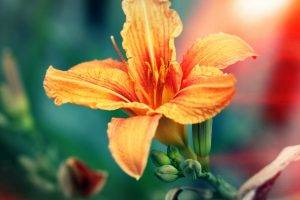 macro, Flowers, Hibiscus, Orange Flowers