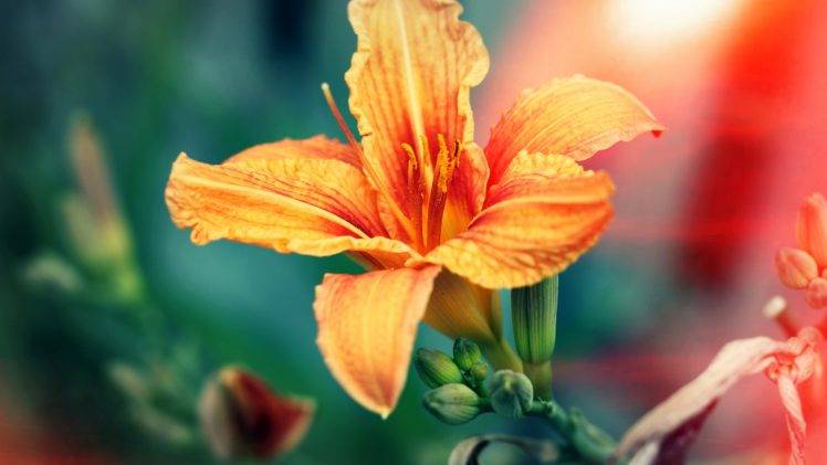 macro, Flowers, Hibiscus, Orange Flowers HD Wallpaper Desktop Background