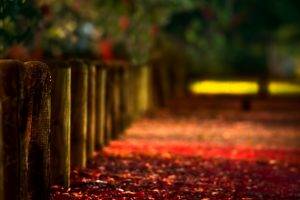 nature, Depth Of Field, Fence, Leaves