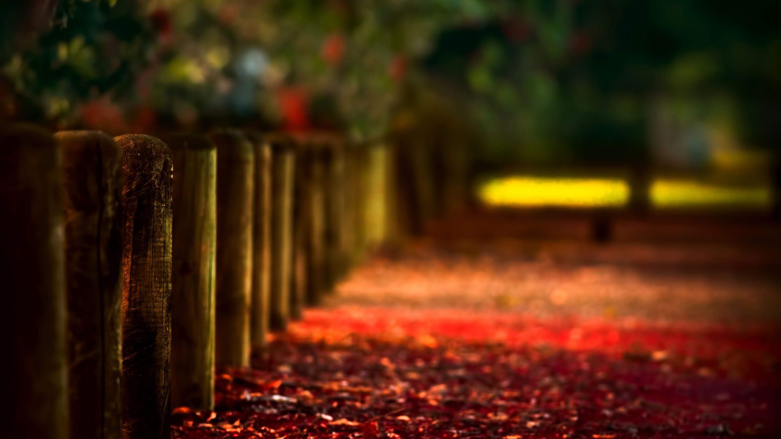 nature, Depth Of Field, Fence, Leaves Wallpaper