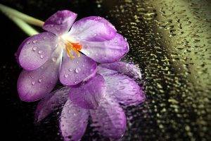 macro, Flowers, Water Drops, Purple Flowers