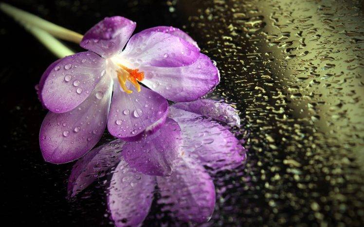 macro, Flowers, Water Drops, Purple Flowers HD Wallpaper Desktop Background