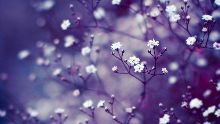 macro, Flowers, White Flowers, Depth Of Field, Twigs HD Wallpaper Desktop Background