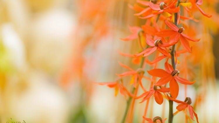 macro, Flowers, Orange Flowers HD Wallpaper Desktop Background