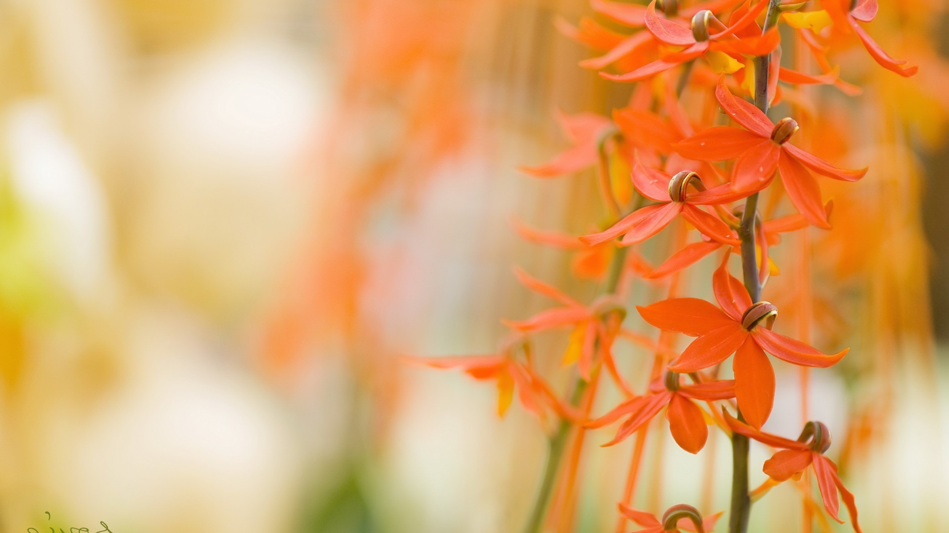 macro, Flowers, Orange Flowers Wallpapers HD / Desktop and ...
