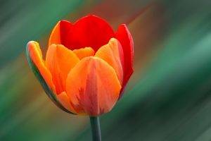 macro, Flowers, Orange Flowers, Tulips