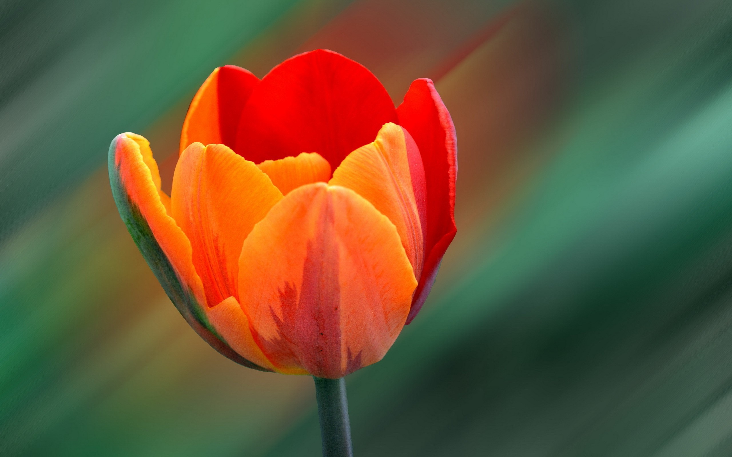 macro, Flowers, Orange Flowers, Tulips Wallpaper
