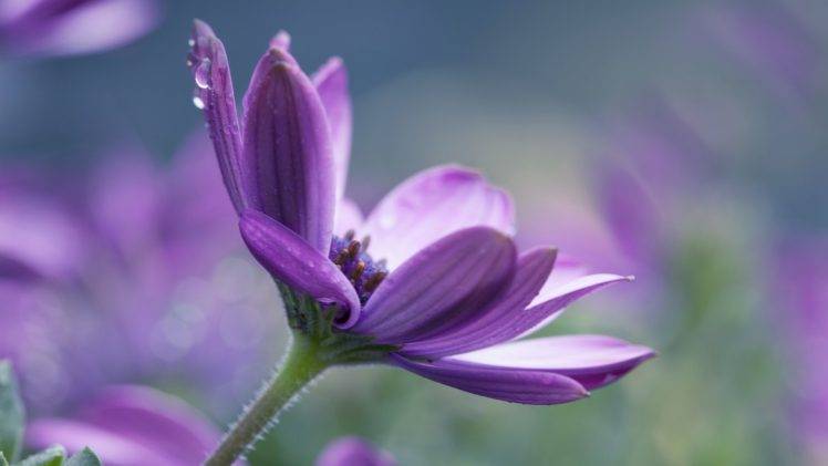 macro, Flowers, Purple Flowers HD Wallpaper Desktop Background