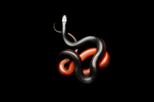 snake, Black, Dark, Animals