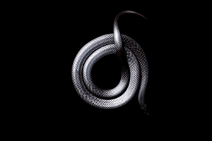 snake, Black, Dark, Animals