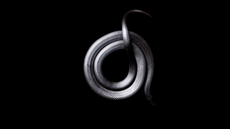 snake, Black, Dark, Animals HD Wallpaper Desktop Background