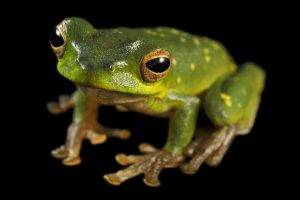 frog, Animals, Amphibian